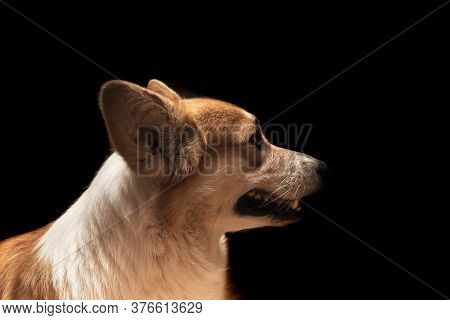 Pembroke Welsh Corgi, Welsh Corgi Portret. Lifestyle Purebreed Portret Of Welsh Corgi In Dark