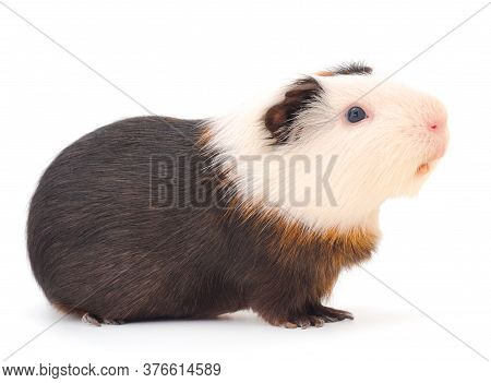 Guinea Pig Isolated On White Background. Funny, Guineapig.