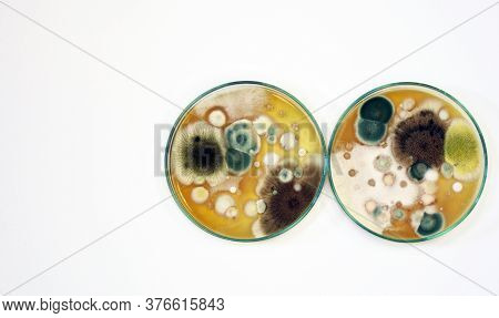 Malt Extract Agar In Petri Dish Using For Growth Media To Isolate And Cultivate Yeasts, Molds And Fu