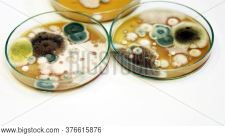 Colonies Of Yeasts, Molds, Fungal Testing In Clinical Samples, Malt Extract Agar In Petri Dish Using