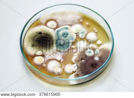 Colonies Of Yeasts, Molds, Fungal Testing In Clinical Samples, Malt Extract Agar In Petri Dish Using