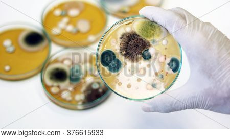 Malt Extract Agar In Petri Dish Use For Growth Media To Isolate And Cultivate Yeasts, Molds And Fung
