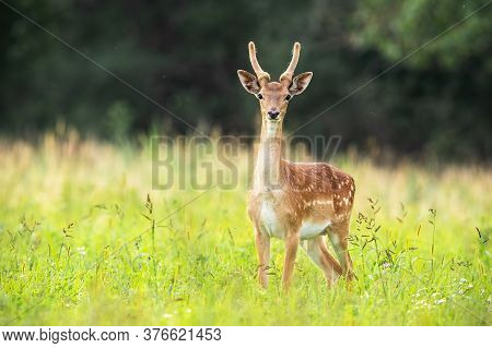 Young Fallow Deer Stag Standing On Meadow In Summer Nature.
