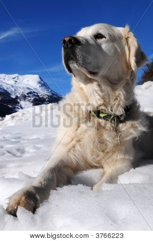 Golden Retriever