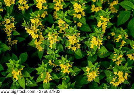 Blooming Yellow Moneywort Flower Close Up, Colorful And Vivid Plant, Natural Background.