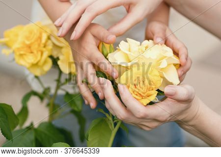Yellow Bush Rose In The Hands Of A Child And Woman On The Background Of A Flowering Garden. Blooming