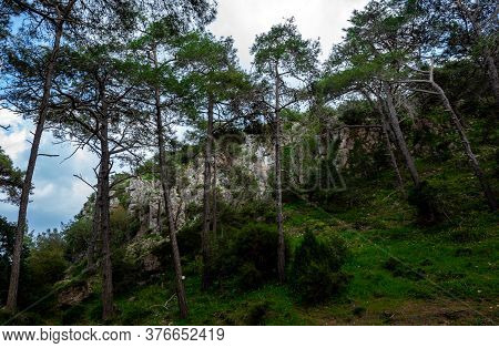 Cedars In The Dense Forest Of The Island Of Cyprus On A Clear Summer Day.