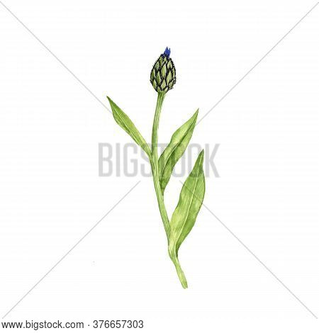 Watercolor Drawing Cornflower , Blue Centaurea, Isolated Floral Element At White Background, Hand Dr