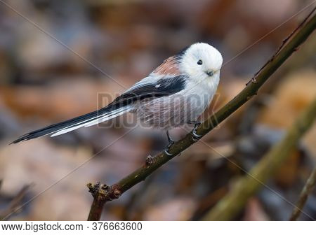 Cute Adult Long-tailed Tit (aegithalos Caudatus) Perched On Small Branch In Cold Weather Season