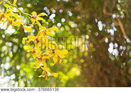 Yellow Orchids Flower On A White And Green Bokeh Background.selective Focus,copy Space.