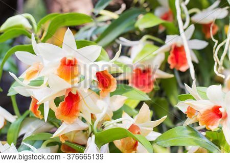 White And Orange Orchids Flower On A Leaf And Flower Blured Background.orchid Flowers Taken At An Ex