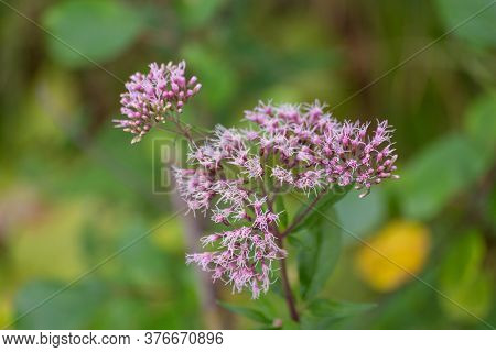 Boneset Flowers Closeup Macro. Medical Herbs Series