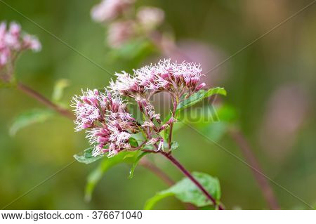 Boneset Flowers Closeup Background. Medical Herbs Series.