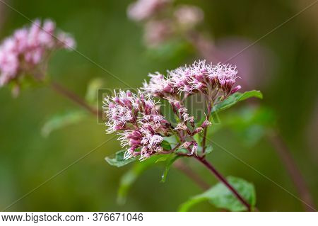 Boneset Flowers Closeup Macro. Medical Herbs Series.