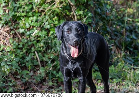 Portrait Of A Cute Black Labrador Puppy