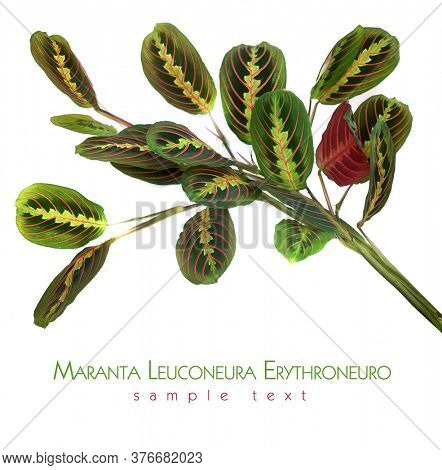 Maranta leuconeura erythroneuro on a white background