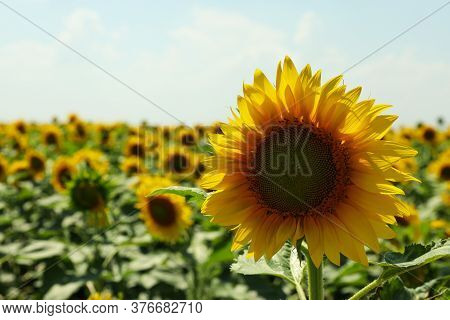 Field Of Beautiful Sunflowers Against Sky. Summer Nature