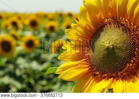 Field Of Beautiful Sunflowers, Close Up. Summer Harvest
