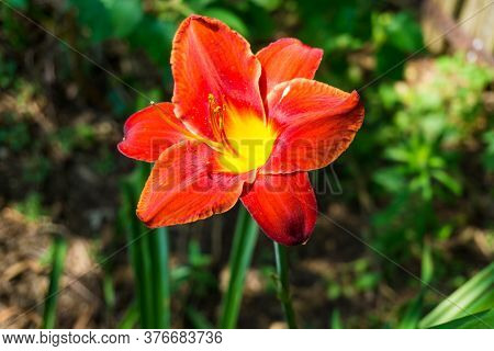 Red Flower. Close Up Of A Flower.