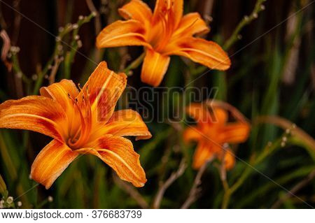 Close Up Of Orange Flowers. Floral Beauty.