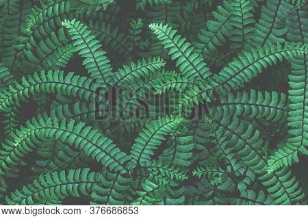 Fresh Ornamental Leaves Background. Abstract Emerald Background. Fern Leaves Close-up. Green Fronds.