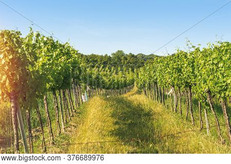 Vineyard Rows Of The City Of Vienna Austria In The Northern Grinzing Area