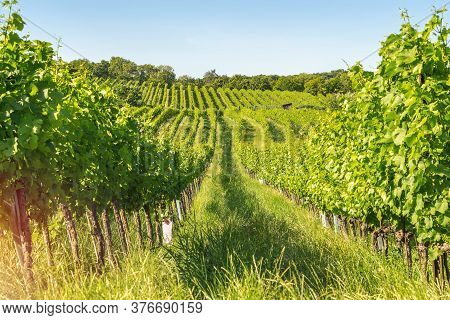 Vineyard Rows Of The City Of Vienna Austria In The Northern Grinzing Area
