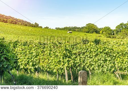 Vineyard Rows Of The City Of Vienna Austria In The Northern Grinzing Area