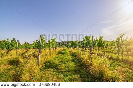 Wide Angle View Vineyard Rows Of The City Of Vienna Austria In The Northern Grinzing Area