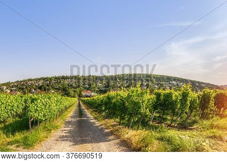 Wide Angle View Vineyard Rows Of The City Of Vienna Austria In The Northern Grinzing Area