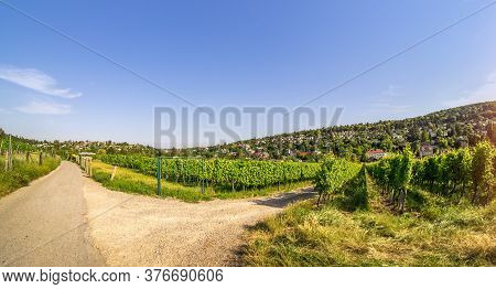 Wide Angle View Vineyard Rows Of The City Of Vienna Austria In The Northern Grinzing Area