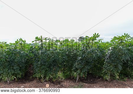 Cassava Plantation In The Field.young Shoots Of Green Cassava. Organic Cassava Field At Rural Agricu