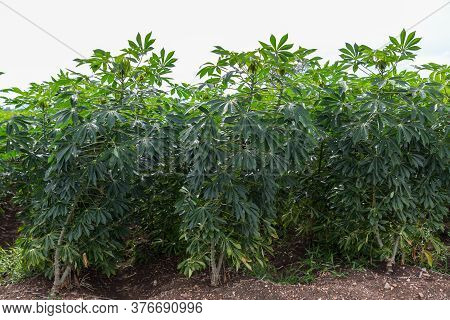 Cassava Plantation In The Field.young Shoots Of Green Cassava. Organic Cassava Field At Rural Agricu