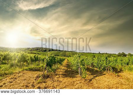 Wide Angle View Vineyard Rows Of The City Of Vienna Austria In The Northern Grinzing Area