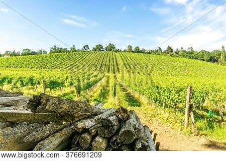 Wide Angle View Vineyard Rows Of The City Of Vienna Austria In The Northern Grinzing Area