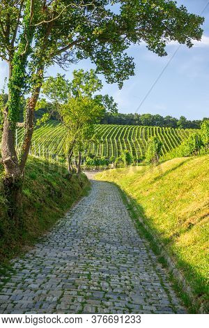 Vineyard Rows Of The City Of Vienna Austria In The Northern Grinzing Area