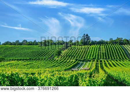 Wide Angle View Vineyard Rows Of The City Of Vienna Austria In The Northern Grinzing Area