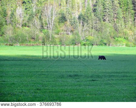 A Faraway View Of A Black Bear Roaming Around In A Farmers Field During A Beautiful Summer Evening I