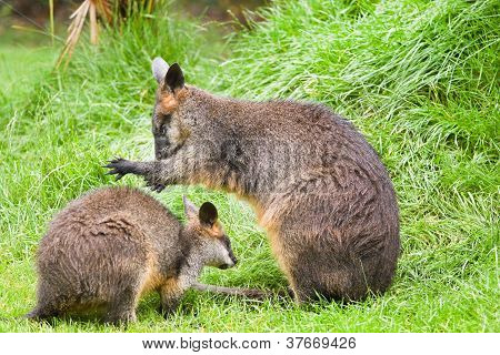 Swamp Wallabies