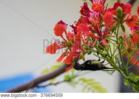Purple Rumped Sunbird (leptocoma Zeylonica) Captured Hanging On A Twig With Bright Red Flowers