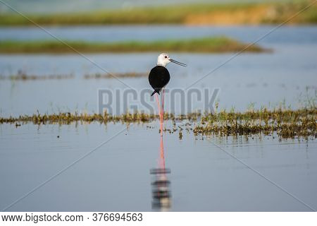 Black Winged Stilt (himantopus Himantopus) Strolling Around A Lake