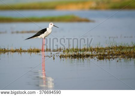 Black Winged Stilt (himantopus Himantopus) Strolling Around A Lake