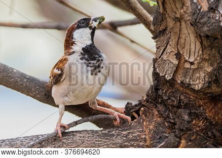 House Sparrow (passer Domesticus) Perching On A Tree Branch With Food In Its Mouth