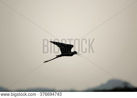 Silhouette Of A Bird (black Winged Stilt, Himantopus Himantopus) Flying On A Clear Evening