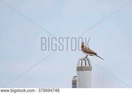 Laughing Dove (streptopelia Senegalensis) Perched On An Exhaust Pipe