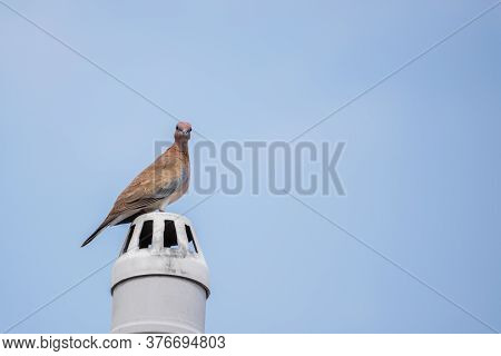 Laughing Dove (streptopelia Senegalensis) Perched On An Exhaust Pipe