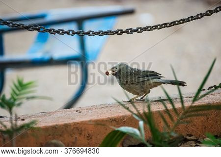 Yellow Billed Babbler (turdoides Affinis) Captured While Holding A Peanut In Its Mouth