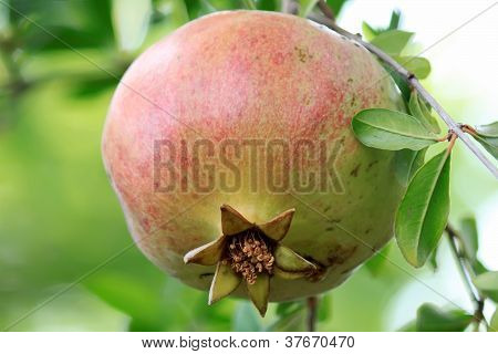Granatapfel