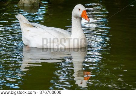 Domesticated Grey Goose, Anser Cygnoides Domesticus, Swims In A Lake With Green Water. Domesticated 