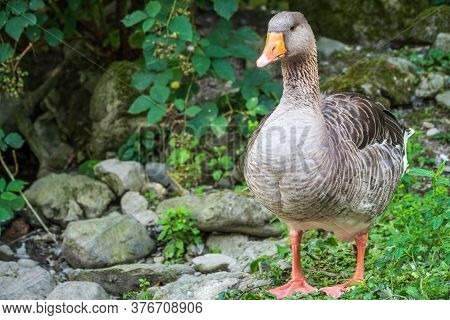 The Wild Greylag Goose Walks Along The Green Shore Of The Pond. The Greylag Goose Anser Anser Is A S